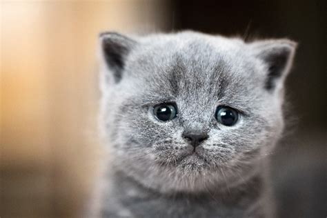 Do Cats Cry? What to Know and What to Do About a Crying Cat