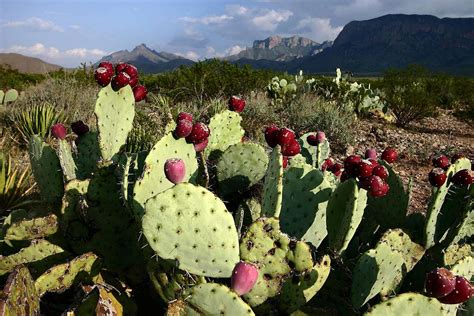 Prickly Pear Cactus : Photos, Diagrams & Topos : SummitPost