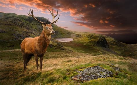 Picture Deer Scenery Grass Clouds animal 3840x2400