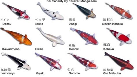 japanese koi fish types Astonishing Classifications, and More! 2022 Guide