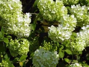 Viburnum macrocephalum 'Sterile' | Online Flower Garden