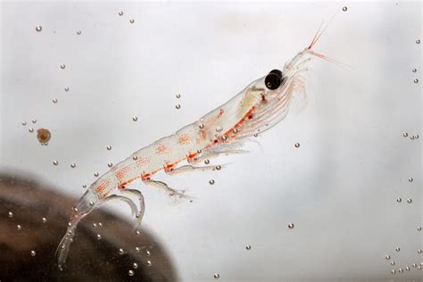 Antarctic Krill Swarm