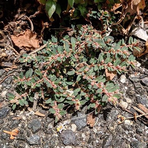 Spotted Spurge (Euphorbia maculata) – Weeds of Melbourne