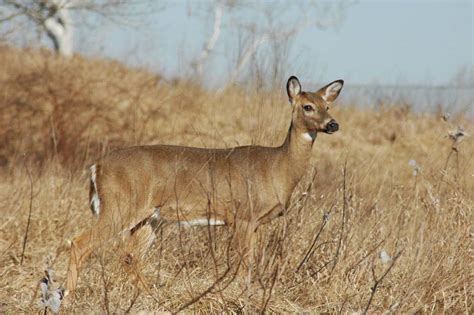 White-tailed Deer - Odocoileus virginianus - NatureWorks