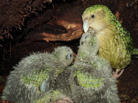 Love is in the air: bumper breeding season for kākāpō - Predator Free ...