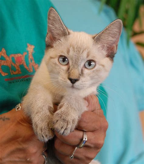 Lynx Point Siamese kittens debuting for adoption!