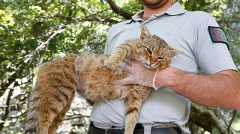 Mysterious Corsican 'cat-fox' revealed as unique species - News | Khaleej Times