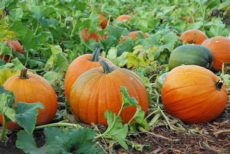 When to Harvest Pumpkins | Kellogg Garden Organics™