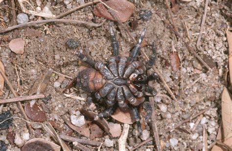 Spider origins - The Australian Museum