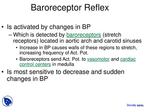 Baroreceptor Reflex - Introduction to Human Physiology - Lecture Slides ...