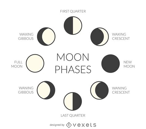 Illustrated moon phases - Vector download | Moon phases drawing, Moon phases art, Moon phases