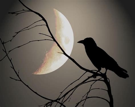 Pin by Mairy on Moonbeam Dreams | Black bird, Raven art, Good night moon