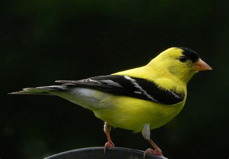 Yellow Black Finch Photograph by Joanne Rungaitis