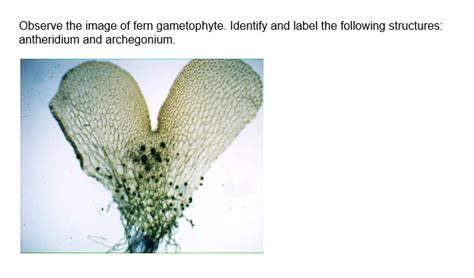 SOLVED: Observe the image of fern gametophyte. Identify and label the following structures ...