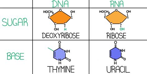 DNA vs. RNA — Differences & Similarities - Expii