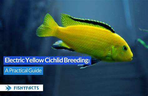 Electric Yellow Cichlid Breeding: A Practical Guide : r/fishyfactsite