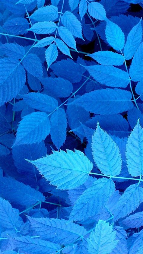 Blue Leaf Wallpapers - Top Free Blue Leaf Backgrounds - WallpaperAccess