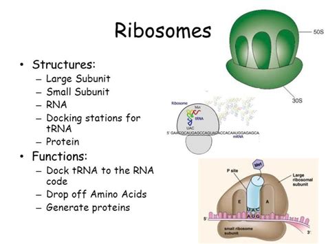 Ribosomes Function | Introduction, Location & Structure