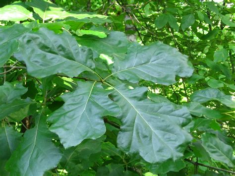 Beech family (Fagaceae): Quercus velutina, black oak, yellowbark oak, yellow oak; national ...