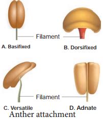 Androecium – Definiton of Androecium and its Various Types – NCERT MCQ