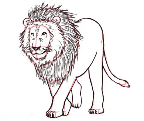 How to Draw a Lion: Step by Step - Liron Yanconsky