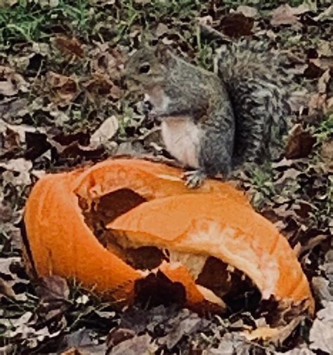 Squirrel eating pumpkin : r/squirrels