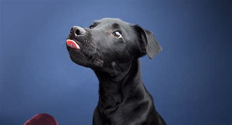 Lab Hound Mix - A Complete Guide To Labrador Hound Mix Breed Dogs