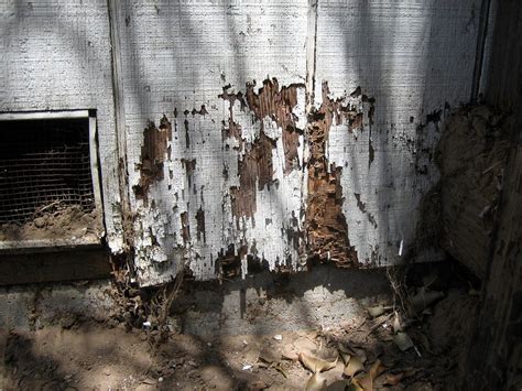 Termite Damage Signs - What Does They Look Like? (Pictures) | PestsGuide