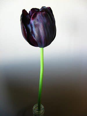 Black Tulip - Black Photo (29859794) - Fanpop