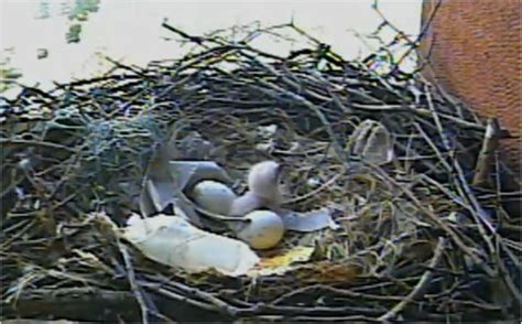 Red-Tailed Hawks Nesting at NYU - A Great Big City