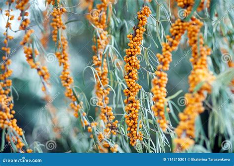 Sea-buckthorn on the tree stock image. Image of garden - 114315301