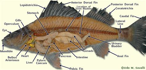 BIO370-Perch Dissection