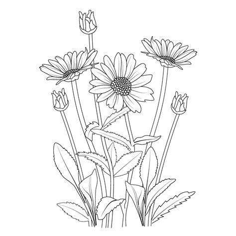 daisy flower branch vector line art, daisy drawing, daisy drawing outline. - MasterBundles