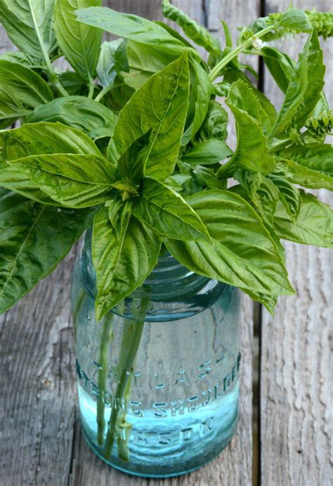 Sweet Basil Seeds Ocimum basilicum Large Leaf Basil Great for Indoor H ...