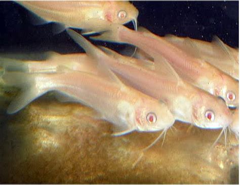 Albino Channel Catfish | Arizona Aquatic Gardens