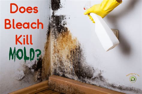 Does Bleach Kill Mold | Mold Help For You