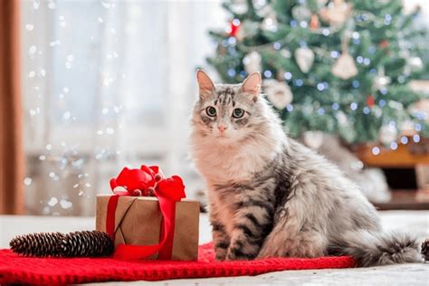 36+ Thousand Cat Christmas Portrait Royalty-Free Images, Stock Photos ...