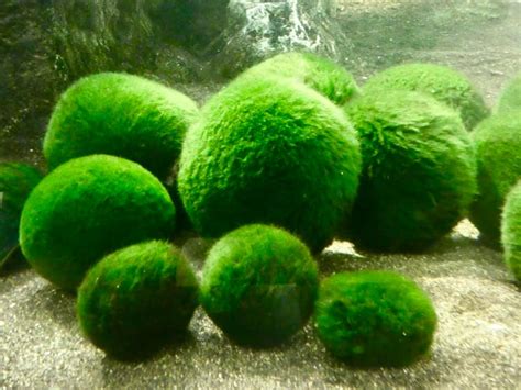 Japan/Hokkaido: Marimo Algae in Lake Akan – Travel2Unlimited