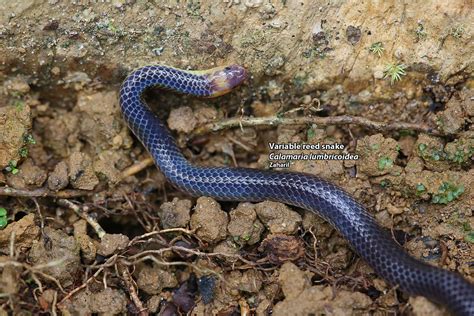 Variable reed snake (Calamaria lumbricoidea) | Zaharil Dzulkafly | Flickr