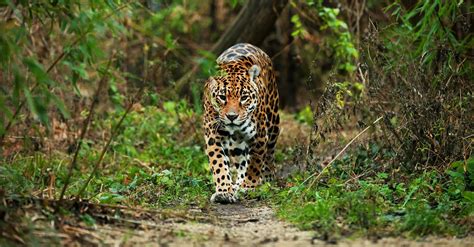 Lucky spot: jaguars in Brazil's Iguacu National Park | The Independent | The Independent