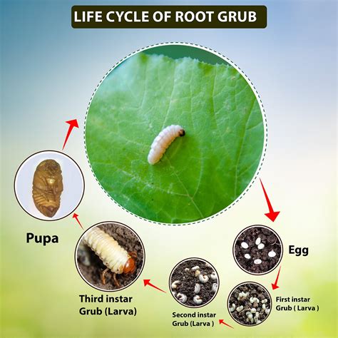 Grub Worm Life Cycle