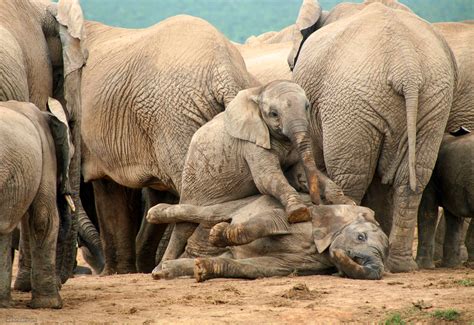 Africa Elephant Wildlife Photography By Piccaya 2