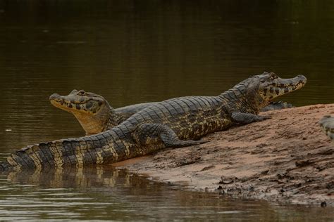 Amazon Caiman Facts - Rainforest Cruises