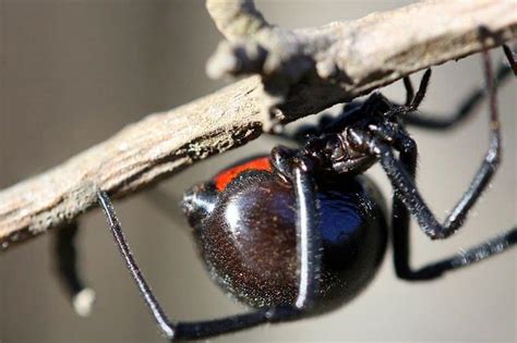 Picture 5 of 7 - Black Widow Spider (Latrodectus) Pictures & Images - Animals - A-Z Animals