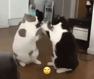 Cats Fighting GIF - Cats Fighting CatFight - Discover & Share GIFs