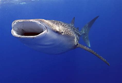 Whale Shark Facts For Kids | Whale Shark Diet & Habitat