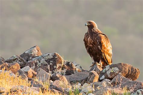 Golden Eagle | San Diego Zoo Animals & Plants