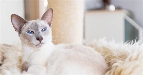 himalayan siamese cat breeders - Marx Batts