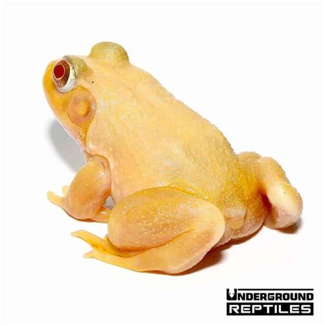 Albino Bullfrog - Underground Reptiles