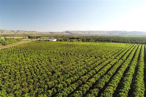 WA’s largest mango orchard on track for best season in years – Farm Table